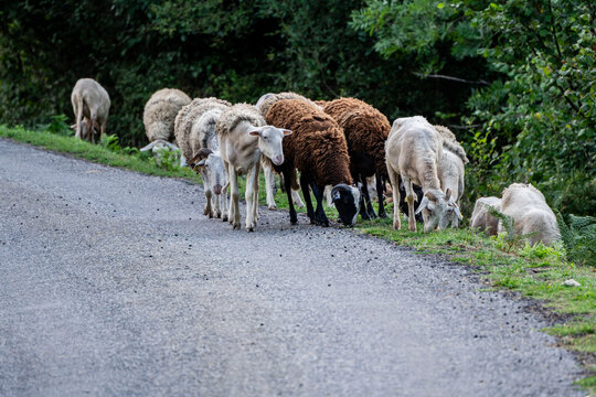 sheep invading a country road, Melles, Haute-Garonne department, Midi-Pyr&eacute;n&eacute;es, France
