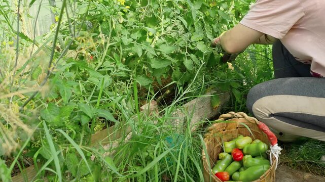 Woman harvesting ripe red tomatoes in greenhouse garden, picking fresh vegetables into yellow basket, summer organic farming activity.