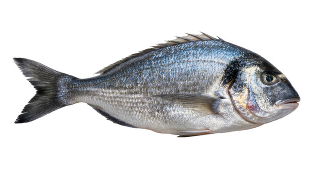 Whole raw gilthead sea bream fish detailed scales, isolated on transparent background