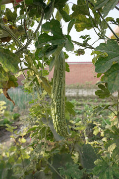 Fresh bitter melon growing on vine in vegetable garden