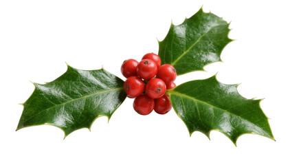 Glossy green holly leaves with bright red berries, isolated on transparent background © PNGera
