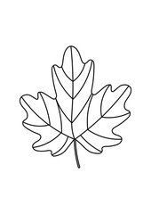 Fototapeta premium Autumn maple leaf coloring page isolated on white background. Outline maple tree leaf vector illustration for kids fall season activity worksheet.