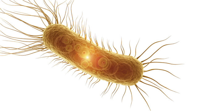Rod-shaped bacterium with flagella and internal structures, isolated on transparent background