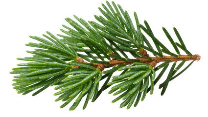Green pine branch with sharp needles, isolated on transparent background © PNGera