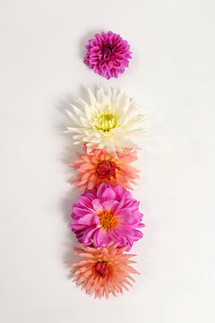 Letter I created from real, fresh dahlia flowers. Floral typography concept, floral font with colorful, vibrant flowers,A unique collection of letters and numbers for design. 