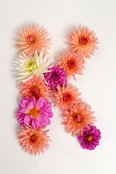 Letter K created from real, fresh dahlia flowers. Floral typography concept, floral font with colorful, vibrant flowers,A unique collection of letters and numbers for design