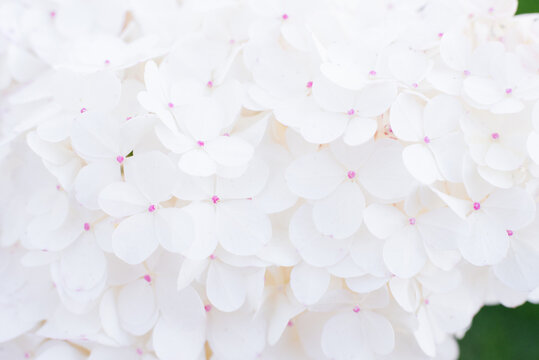 Soft White Vanilla Fraise Hydrangea Floral Background