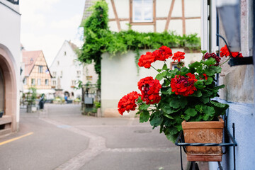 Obraz premium Flowers in a pot on a street in a historic town