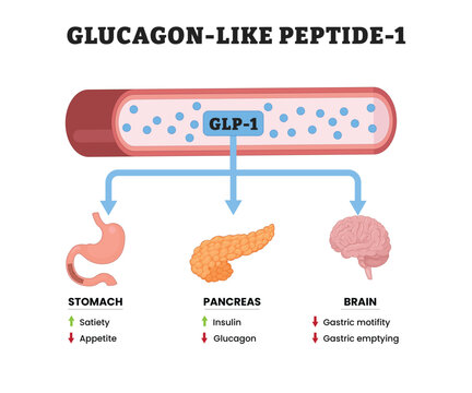 Glucagon-like peptide-1 GLP-1 labeled diagram, educational medical poster design healthcare scheme, hormone signaling and metabolic effects. Labeled stomach, pancreas, brain and blood vessel