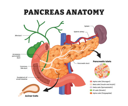Pancreas anatomy labeled diagram, educational medical poster design healthcare scheme, pancreatic ducts and endocrine islets. Labeled pancreatic duct, bile duct, acinar cells, pancreatic islets