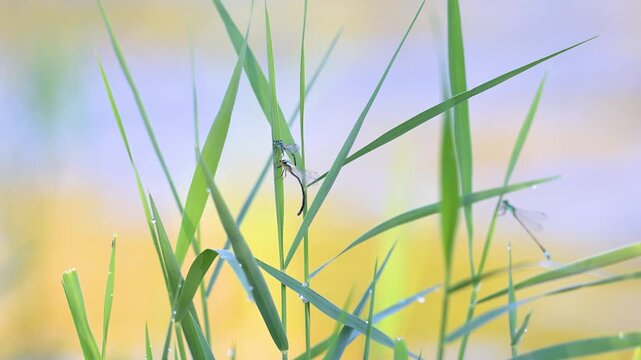 Mating wheel of blue-tailed damselflies on common reed with another male perched in the blurry background at the edge of a pond, in Indre-et-Loire, France. Ischnura elegans, Phragmites australis, 