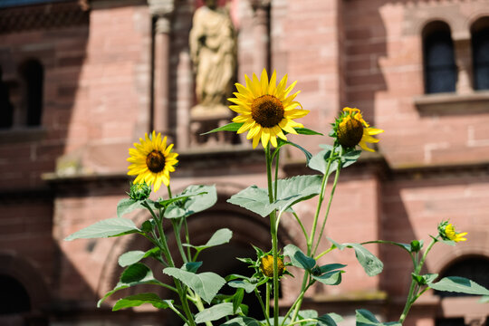 Sunflowers in front of building in Eguisheim, Alsace