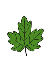 Fototapeta premium Green maple leaf vector illustration isolated on white background. Flat cartoon design of summer or early autumn tree leaf icon for natural projects.