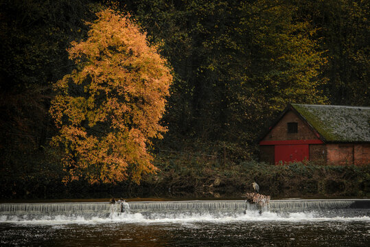 Orange leaved tree on the River Wear in Durham
