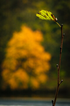 Autumn leaf with defocussed autumn tree