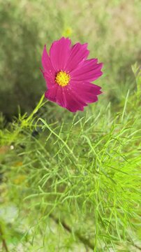 Pink cosmos flower blooming in a garden with green grass in sunlight during daytime