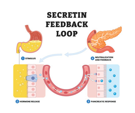 Secretin feedback loop labeled diagram, educational medical poster design healthcare scheme, hormonal regulation of pancreatic bicarbonate secretion. Stimulus, hormone release, pancreatic response