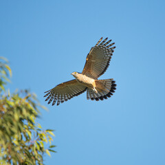 Obraz premium The Pacific baza, also known as the crested hawk, crested baza, and Pacific cuckoo-falcon, is a slender, medium-sized species of hawk in the family Accipitridae.