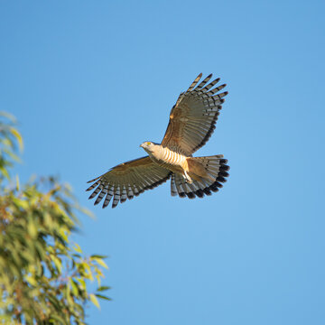 The Pacific baza, also known as the crested hawk, crested baza, and Pacific cuckoo-falcon, is a slender, medium-sized species of hawk in the family Accipitridae.