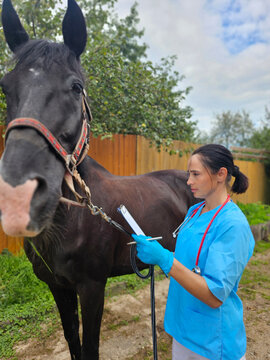 Veterinarian examines a horse in a green yard