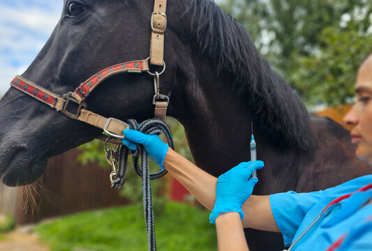 Veterinarian giving a vaccination to a horse in an outdoor