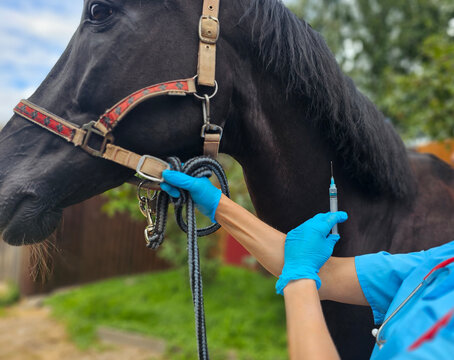 Veterinarian gives injection to horse during routine care