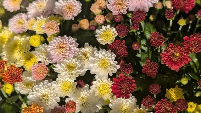 Vibrant tapestry of autumn chrysanthemum buds and flowers in yellow, white, and rust red colors fill the scene
