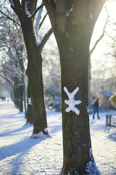 Whimsical snow bunny shapes stuck to tree trunks in a snowy park in Pari