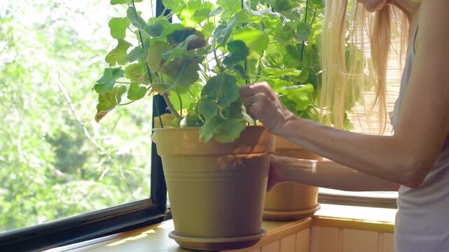 Closeup of woman taking care of her potted plants on balcony A wider view shows the woman standing beside the potted plant and tending its stems and leaves near a bright balcony window.