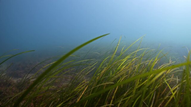 Underwater POV shot swimming over a seagrass bed as fish swim through frame, Swanage, UK