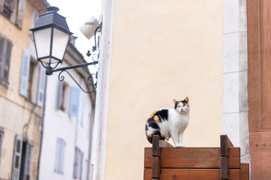 A calico cat sits on a wooden structure below a street lamp in an old town alley.