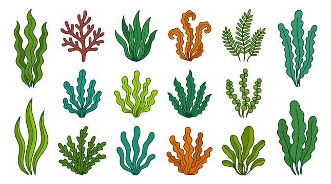 Set of various seaweed types in green brown and teal colors cartoon flat vector illustration collection isolated on white background