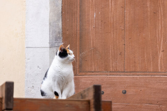 A calico cat stands on a wooden structure in front of a large wooden door.