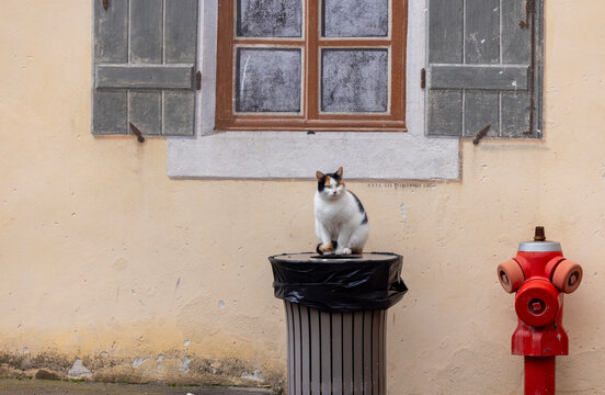 Calico Cat on Trash Can in Entrevaux