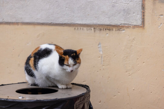 Calico Cat on Trash Can in Entrevaux