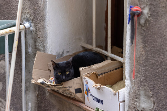 A black cat rests inside a cardboard box on a windowsill beside a broom and pipes.