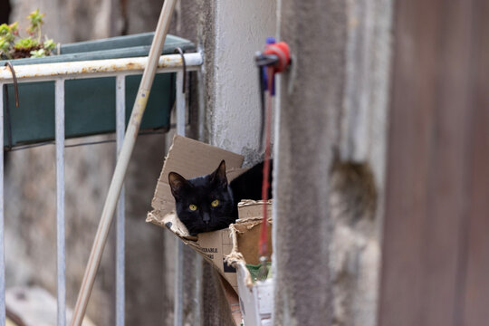 A black cat rests inside a cardboard box on a windowsill beside a broom and pipes.