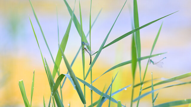 Mating wheel of blue-tailed damselflies on common reed with another male perched in the blurry background at the edge of a pond, in Indre-et-Loire, France. Ischnura elegans, Phragmites australis,