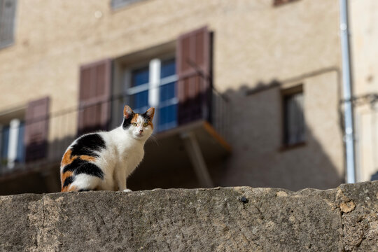 Calico Cat Sitting on Stone Wall in Entrevaux