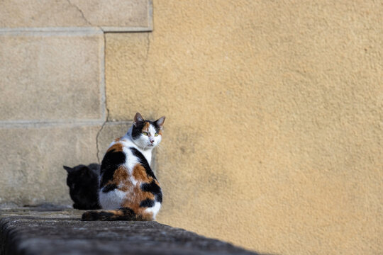 Calico Cat Sitting on Stone Wall in Entrevaux