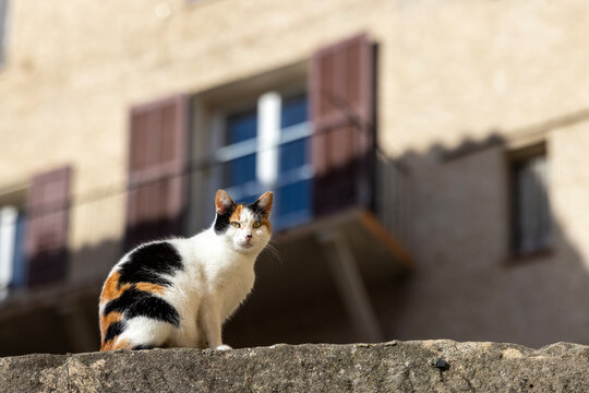 Calico Cat Sitting on Stone Wall in Entrevaux