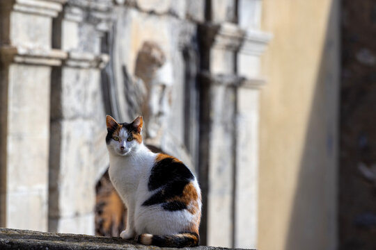 Calico cat sits on a stone ledge in front of a statue at Entrevaux Cathedral.