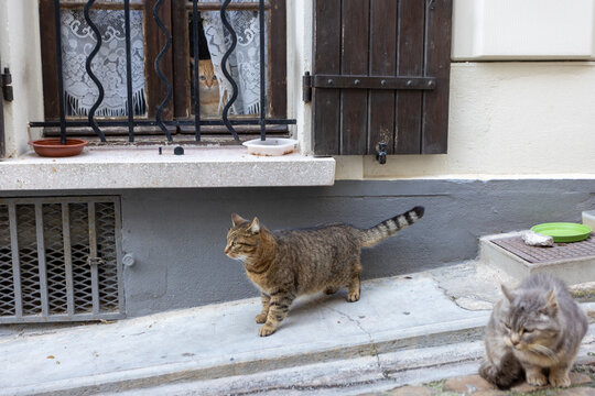 Three cats hide in home, rest and walk on a street corner outside a window