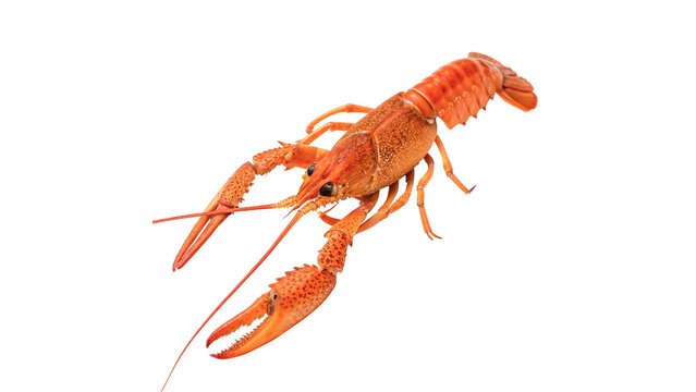 Single fresh raw red river crayfish crawfish isolated on transparent background