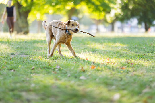 Golden retriever dog carrying a stick in its mouth while walking through a grassy park with trees and a blurred figure of a person in the background