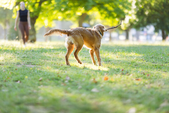 Golden retriever dog carrying a stick in its mouth while walking on green grass in a park with a person blurred in the background
