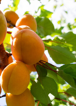 Ripe Apricot Fruit Growing on Tree with Green Leaves