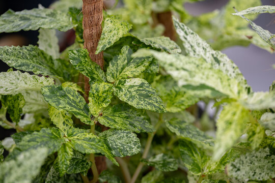 Close-up of Pellionia repens variegata with richly patterned green and cream foliage, showcasing its ornamental leaves, natural variegation and lush tropical appearance.