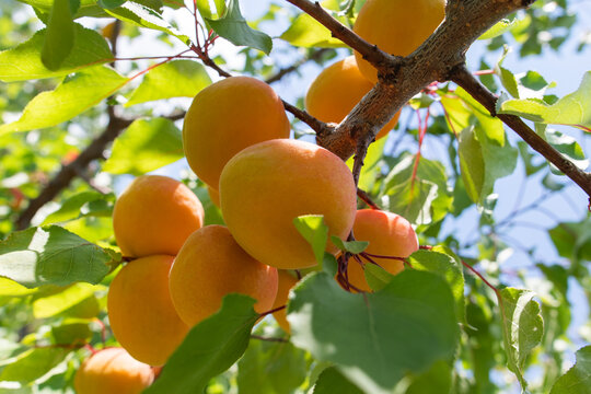 Ripe apricots hanging on a tree branch in a garden.