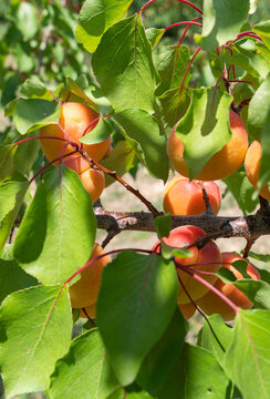 Apricot tree with many ripe apricots